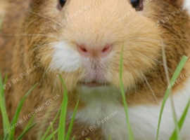 Guinea pigs