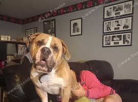 Old tyme bulldog