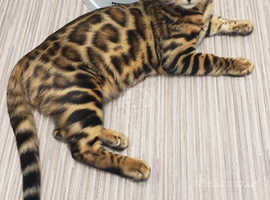 Tica registered pedigree  Bengal Kittens  in Wisbech