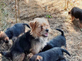 Border terrier x Jack russel puppies