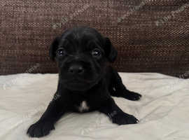 Puggle x Patterdale Puppies