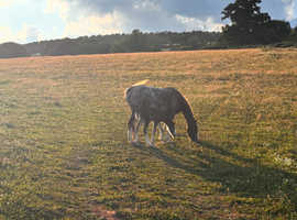 Looking for grazing/ stables to rent!