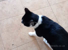 Beautiful black and white female cat