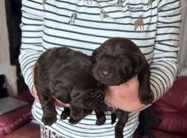 KC CHOCOLATE LABRADOR FEMALE PUPPY