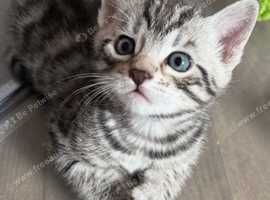 bengal cross kittens for sale