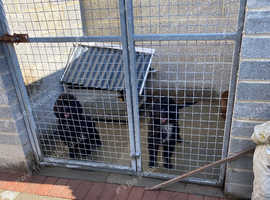 2 black cockapoo 2 years old