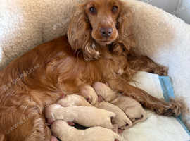 Cocker cross retriever