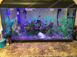 Pakistani Loach