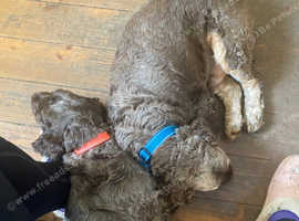 Gorgeous F1bb health tested cockapoos