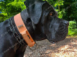 Cane corso 2 years