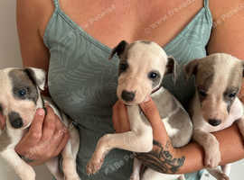 Whippet puppies Ready Now