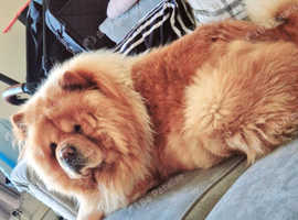 2 year old male chow