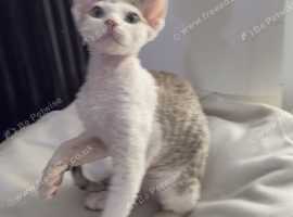 GCCF registered male kitten