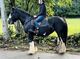 15.2HH 11YR OLD BEEN THERE DONE IT ALL