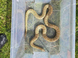 Brooks / Florida Kingsnake (price negotiable)