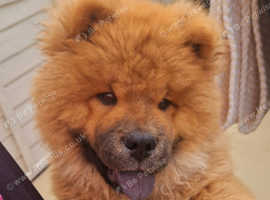 5 month old chow chow