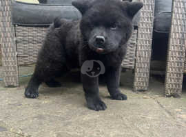 Male short haired chow chow