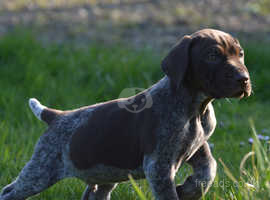 Stunning litter of very well bred GSP
