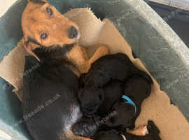 Litter of 5 jackapoo