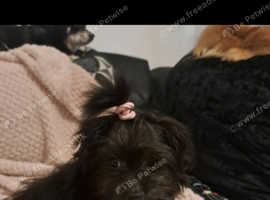 pomerpoo