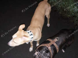 Lurcher Dogs Puppies For Sale Rehome In Loftus Find Dogs
