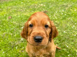 Ready now Irish golden puppies available