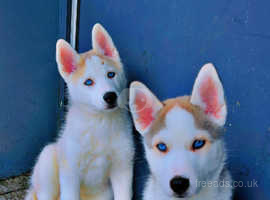 Siberian husky puppies for on sale sale near me