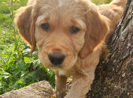 KC registered Golden retriever puppies