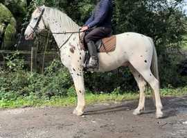 15.1/2h 3Yo Stunning Gelding