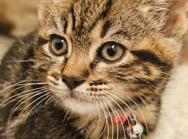 4 Kittens Looking for their Forever Home