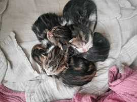 Bengal cross kittens