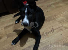 6 months old female border collie