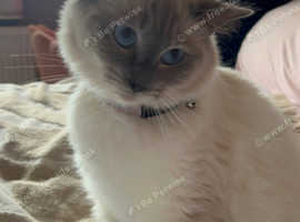Willow looking for forever home