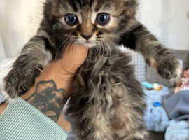 Female kitten