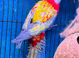 Parrot very beautiful colours full