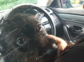 Urgent rehoming due to unforeseen circumstances