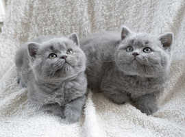 British shorthair blue kittens-champion-ready