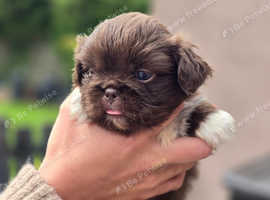Pekingese Puppies