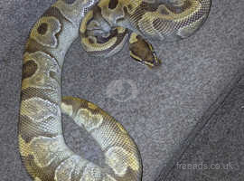 Enchi yellow belly fire male 1230 grams proven