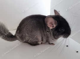 Black velvet female chinchilla available for reservation