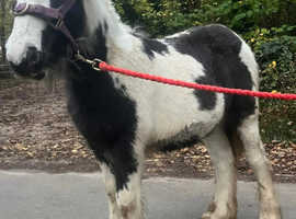Cob filly to make 14hh