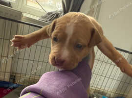 American bully cross mastiff puppies