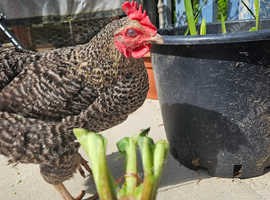 Mixed flock