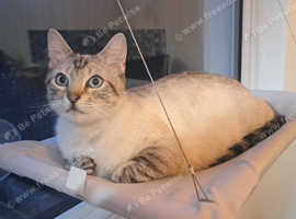 Snow bengal x ragdoll