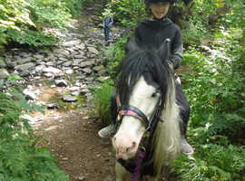 12hh mini cob pony horse gelding piebald coloured
