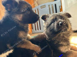GERMAN SHEPHERD PUPPIES
