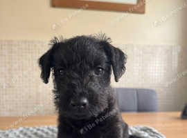 Lakeland terrier puppies for sale