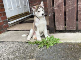 Alaskan malamute pupps