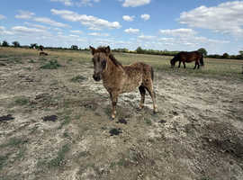Standard Shetland Colt