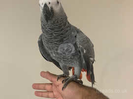 Young Handreared Super Tame African Greg Parrot